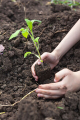 planting plants, tilling the soil and flowers