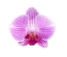 Fototapeta na wymiar Pink striped orchid flower Isolated on transparent background. Object with clipping mask. Design element.