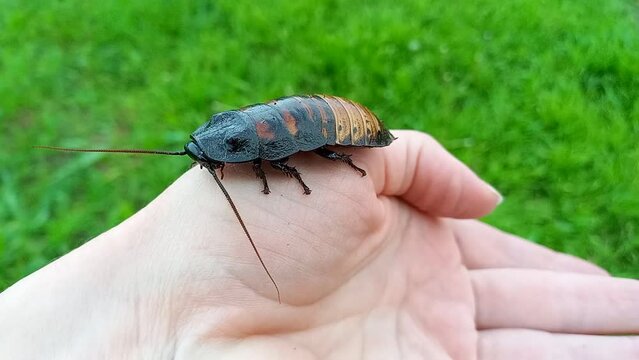 large Madagascar hissing cockroach crawling on woman palm. Gromphadorhina portentosa, largest cockroach in world. exotic insect as pet. completely safe and harmless insect for humans. Outdoor
