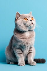 Adult cat in profile on a blue background. with free space. AI generated. vertical frame