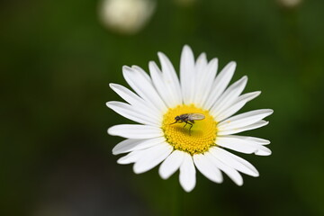 Obraz premium fly on a camomile