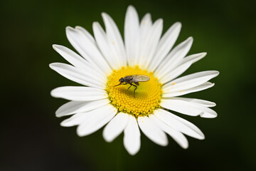 Obraz premium fly on daisy flower