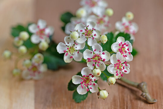 Bl&uuml;hender Wei&szlig;dorn, Crataegus, in einer Nahaufnahme