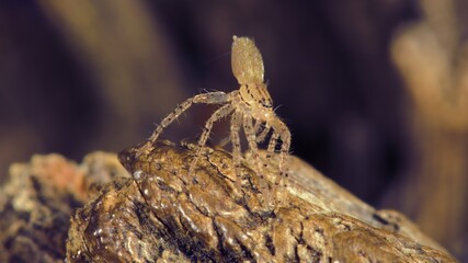 close up of a spider
