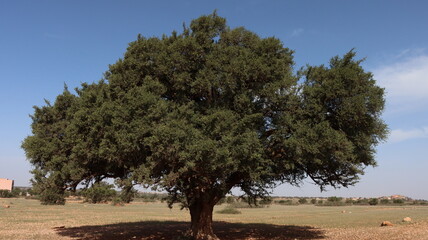 Fototapeta na wymiar Argan tree in the middle of the valley. Ait Baha - Morocco. trees in the field
