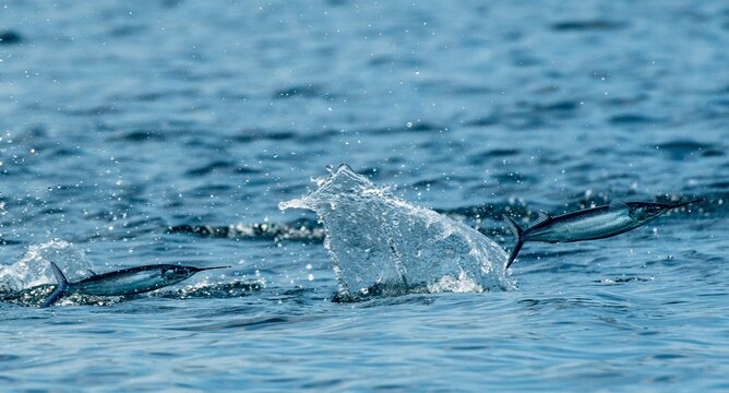 Ballyhoo taking flight in the waters of the Galapagos