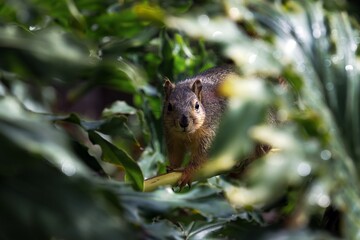 red squirrel in the park