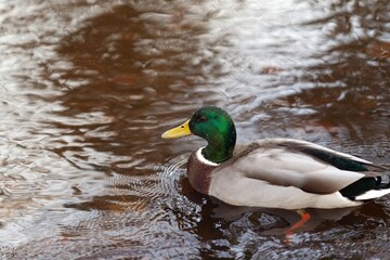 Fototapeta premium duck on the water - mallard, water drops