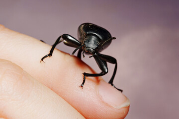 Beetle Slow steppe Tenebrionidae on a child's hand. 