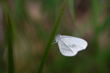 butterfly on grass