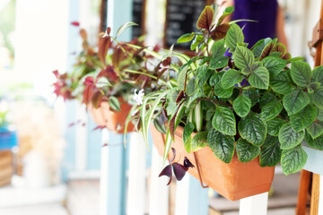 Outdoor flower pot hanging on wooden fence for small garden, patio or terrace. Green plants in pot...