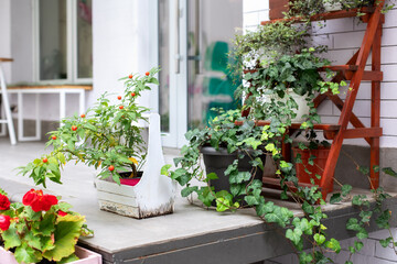 Fototapeta na wymiar Green plants in pot on the balcony. Gardening at home concept. Cozy porch of house with plants and bloom flowers in wooden box in backyard home in summer. Spicy herbs in pot on outdoor on terrace. 