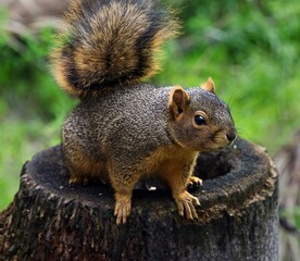 fox squirrel in the park