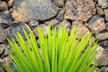 green cactus plant foreground with stone wall background desktop wallpaper 