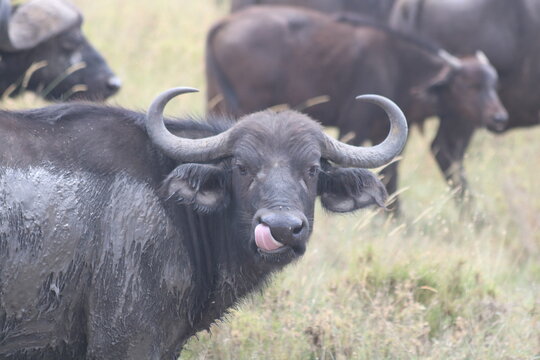 Búfalo en grupo sacando la lengua