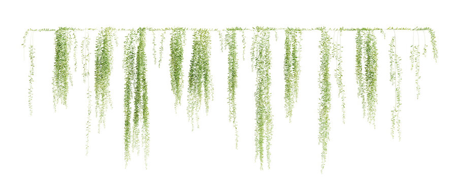 Group of Vernonia Elliptica creeper plant, isolated on transparent background. 3D render.