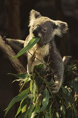 koala in a tree