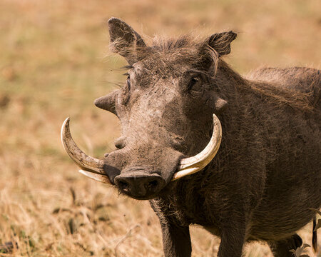 Male Warthog with huge tusks