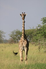 Girafa mirando a cámara