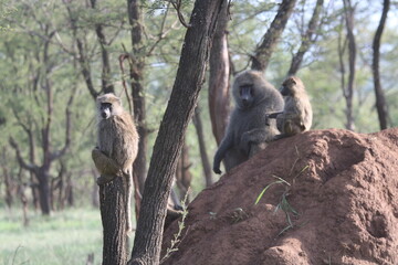 Grupo de babuinos en mitad del bosque