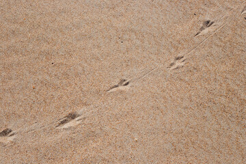 Surface of yellow sand with traces of seagulls. Texture, natural background