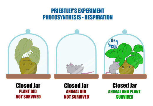 Joseph Priestley's experiment with a plant and a mouse (Photosynthesis-respiration)