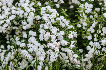 Blooming smooth hydrangea flowers on a bush, white bride. Close-up photography, nature.