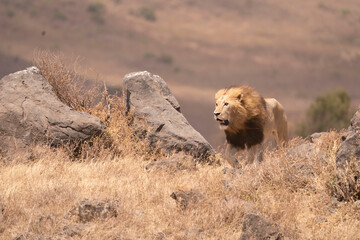 Male Lion descending to Serengeti Plain through rocks 