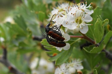 insects mating on flowers
