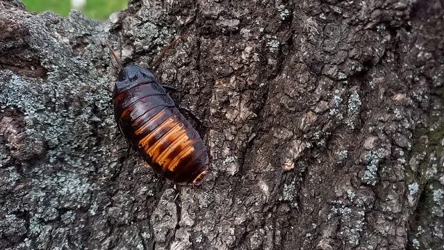 large Madagascar hissing cockroach crawling on tree. Gromphadorhina portentosa, largest cockroach in world. exotic insect as pet. absolutely safe and harmless insect for humans. Outdoor