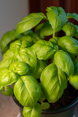 Close-up view of sweet basil