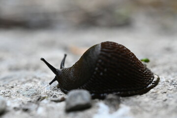 snail on the ground