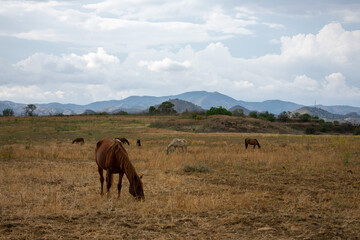 Fototapeta na wymiar Landscape with horses. Horses grazing in the summer pastures. Eating grass in the countryside in the province of Malaga, Andalusia, Spain.