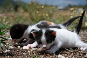 Baby kittens playing. Little kittens playing in garden together.