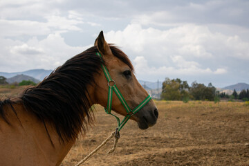 Portrait of a brown horse. Portrait of a Spanish horse. Horse on the Spanish field. Side portrait of a mare. Gorgeous Spanish mare on the field of Malaga.
