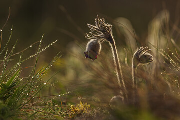 wild Pulsatilla pratensis (Anemone pratensis) the small pasque flower iin the backlight