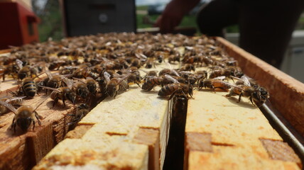 Honigbienen