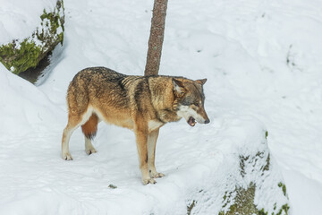 Eurasian wolf (Canis lupus lupus) in the snow