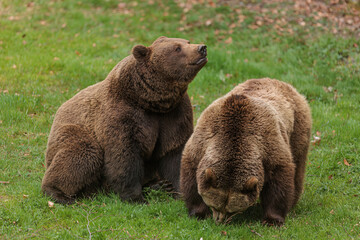 male brown bear (Ursus arctos) with a female on the grass