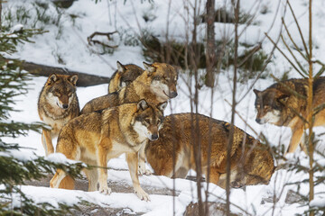 Eurasian wolf (Canis lupus lupus) pack in the winter forest
