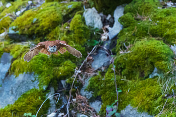 The Eurasian pygmy owl (Glaucidium passerinum) is the smallest owl in Europe