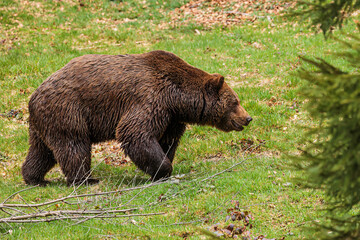 male brown bear (Ursus arctos) sniffs the direction