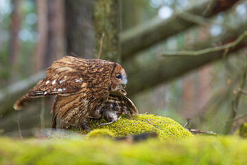male tawny owl (Strix aluco) has caught a mouse