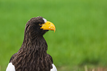 Steller's sea eagle (Haliaeetus pelagicus), also known as Pacific sea eagle or white-shouldered eagle