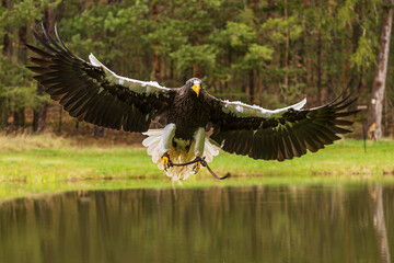 Steller's sea eagle (Haliaeetus pelagicus), also known as Pacific sea eagle or white-shouldered eagle