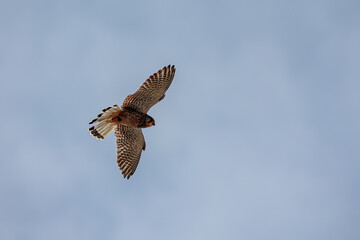 The American kestrel (Falco sparverius) high overhead