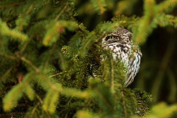 cute little owl (Athene noctua) hidden in the spruce towers