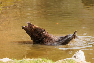 male brown bear (Ursus arctos) enjoying a water bath