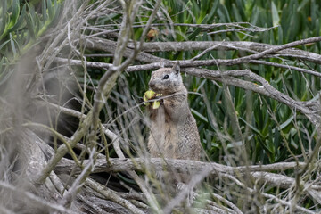 Fototapeta premium Alert ground squirrel is hidden among the foilage at the estuary while clutching leaves while eating