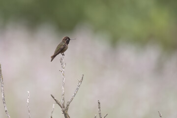 Rufus hummingbird has a firm grasp on thin deadwood branch at estuary